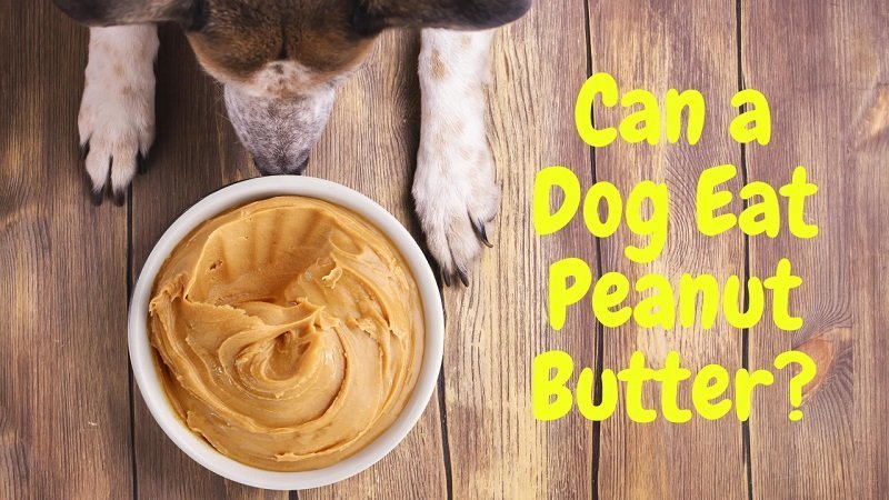 Can A Dog Eat Peanut Butter? 4 Ingredients You Need To Avoid