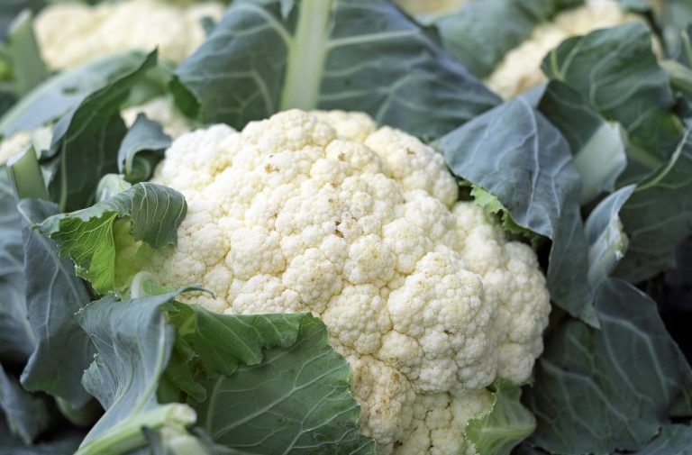 Cauliflower and Gout: In or Out of Your Gout Diet?