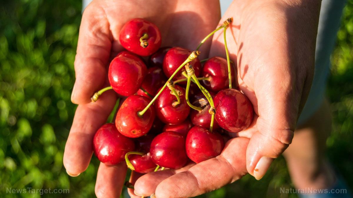 Eating cherries can help prevent gout â NaturalNews.com