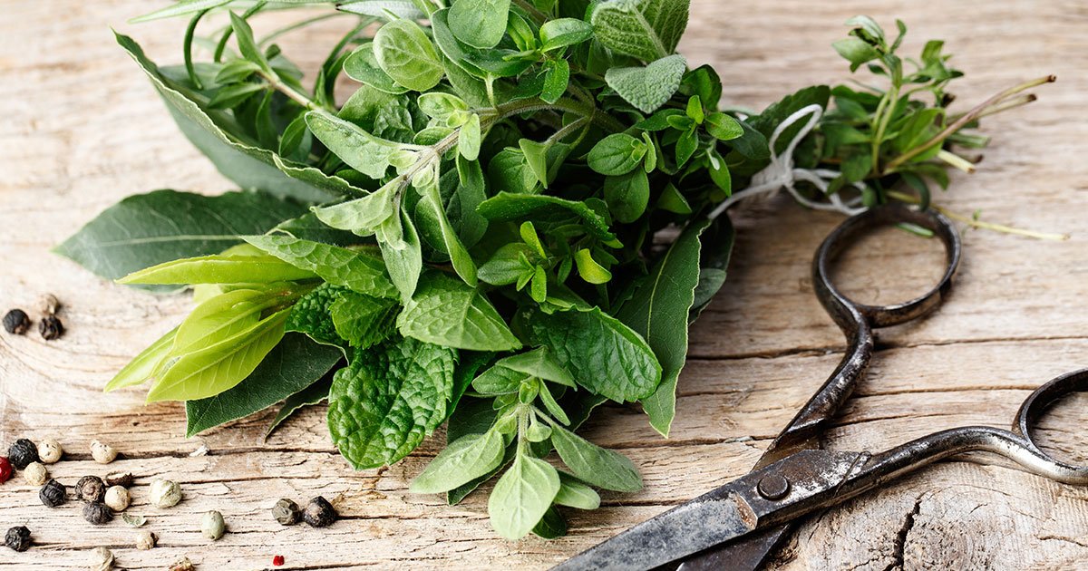 Herbs to Treat Gout: How to Use Herbs to Improve Health If You Have Gout