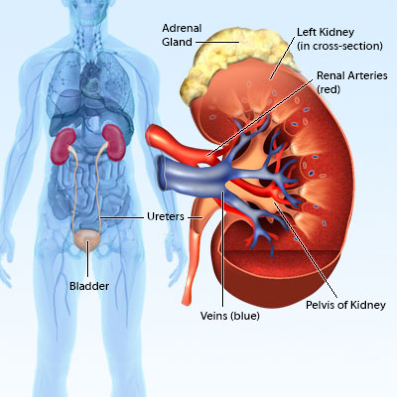 How Does Hyperuricemia Cause Kidney Failure?