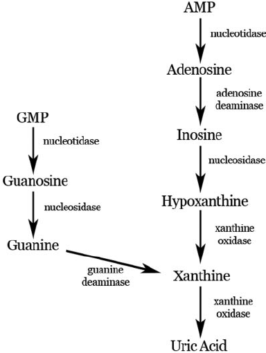 Purine metabolism leads to the production of uric acid ...